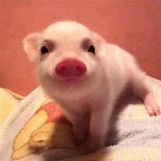 木杨