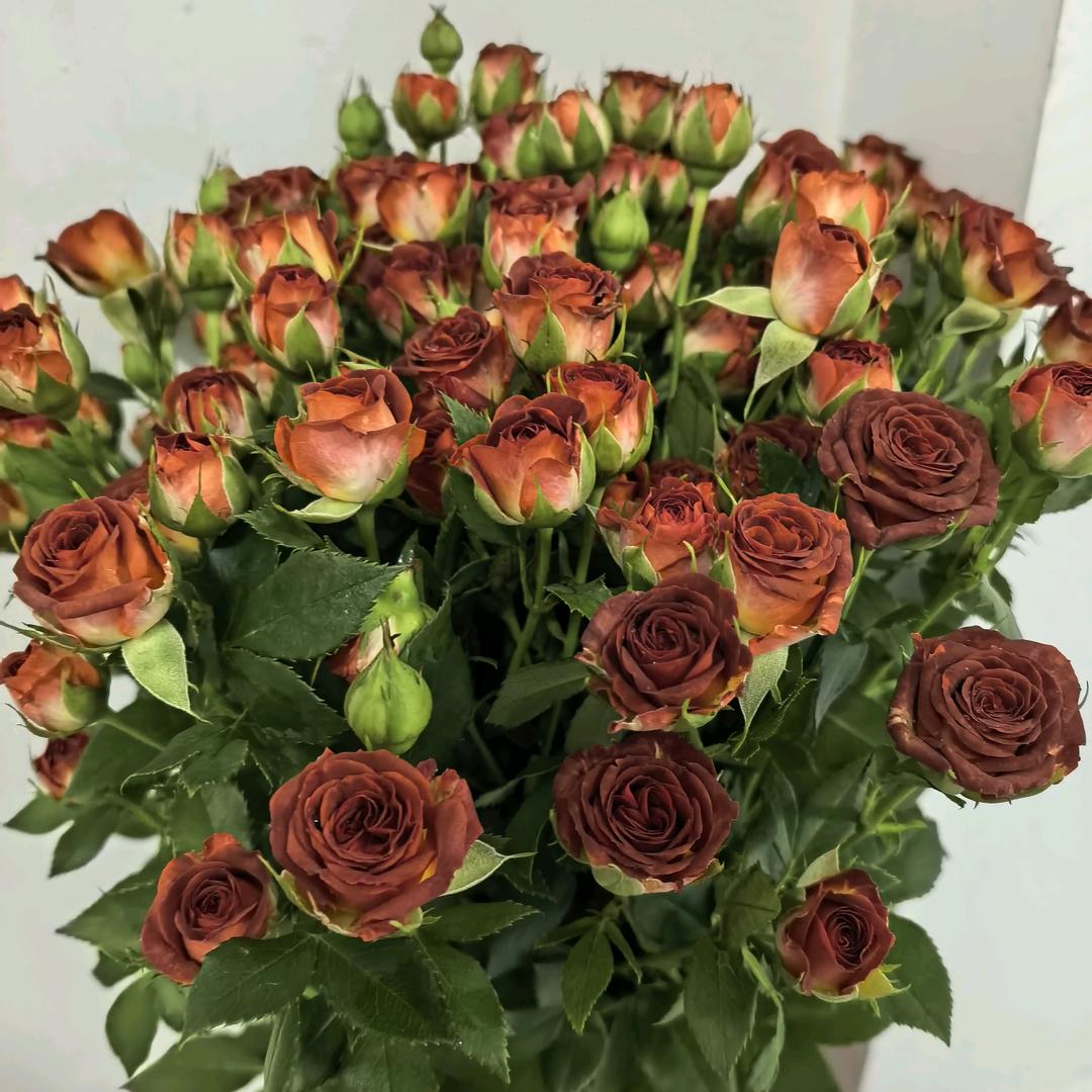 🌺🌺傻🌺🌺丫头🌹🌹?