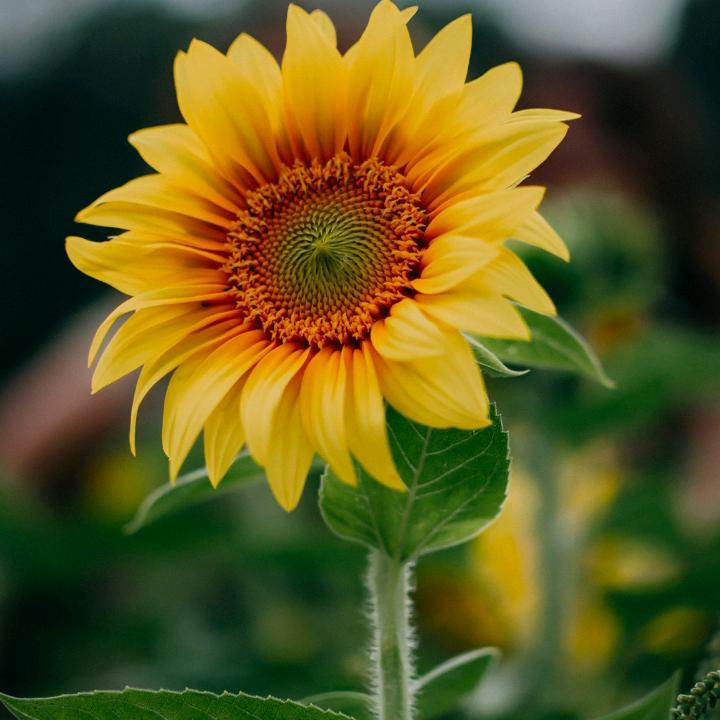 一路向阳《小胖哥》