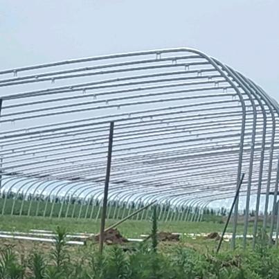 草莓采摘，批发