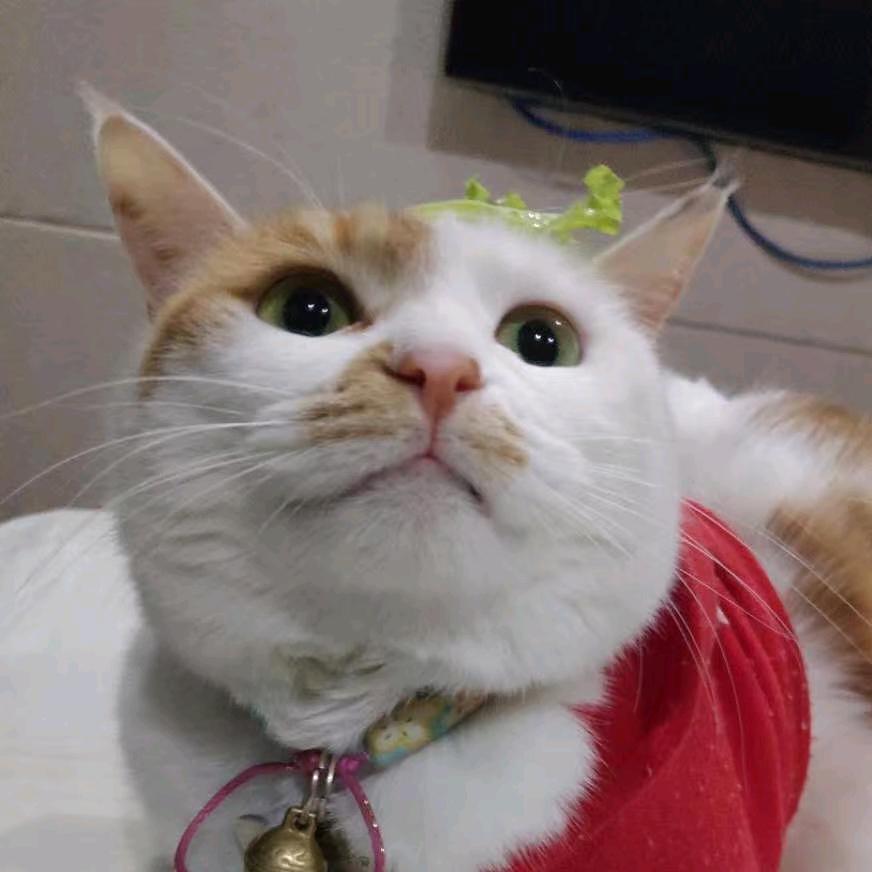 老猫鱼