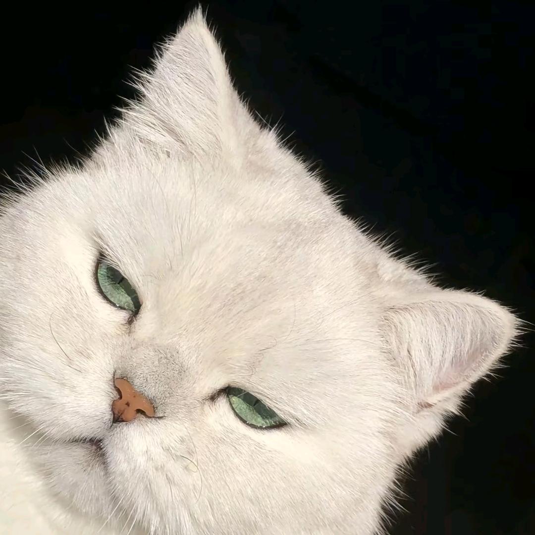 ♛糕冷💋