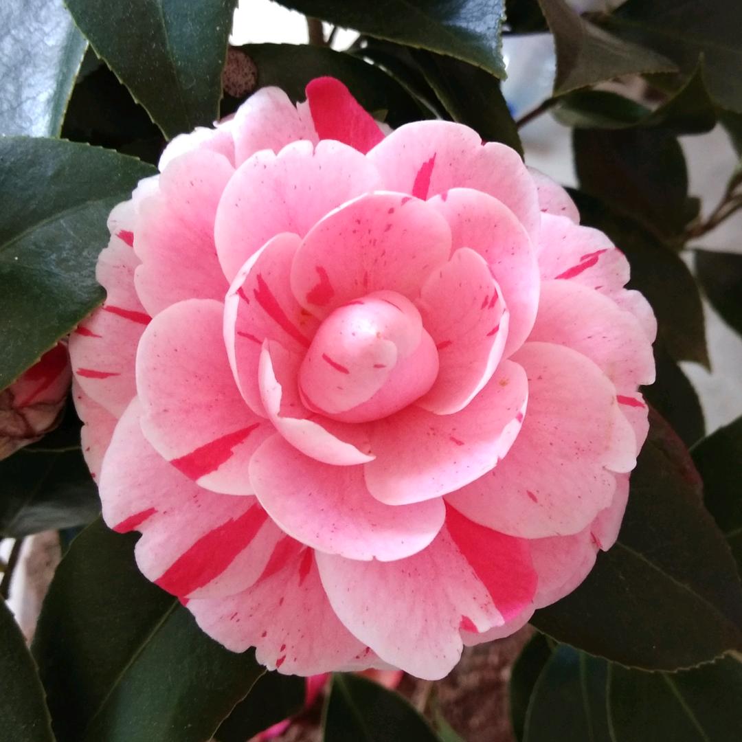小白迷