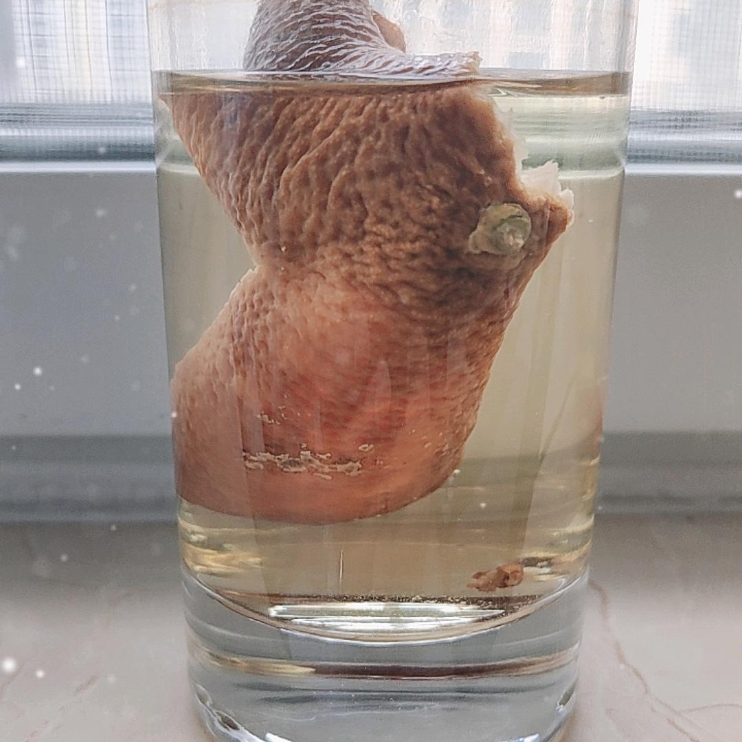 骆驼祥子