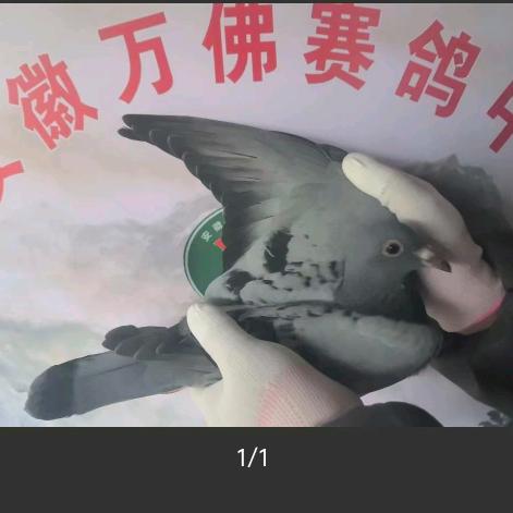 邢老五