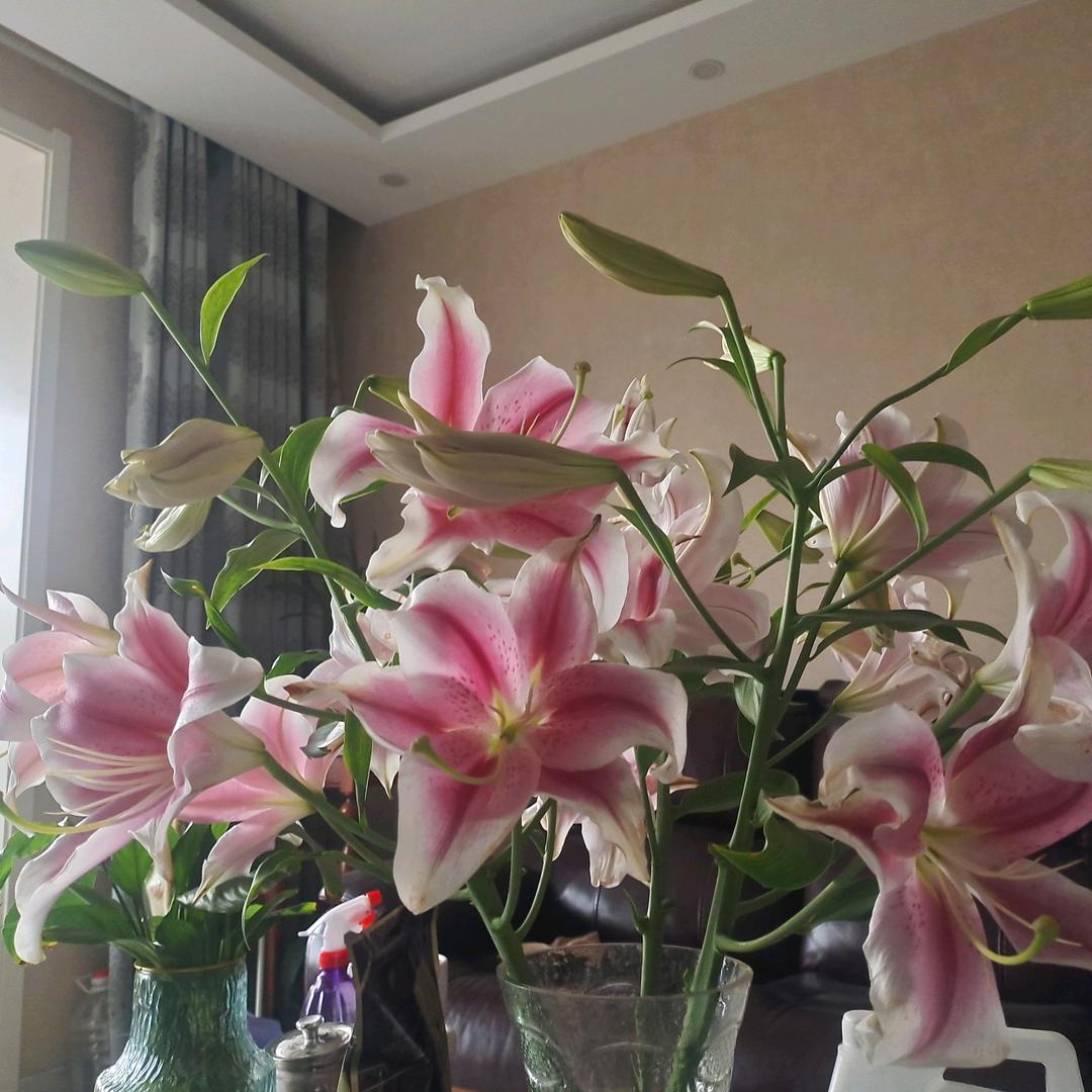 天蝎文🌸🌸🌸