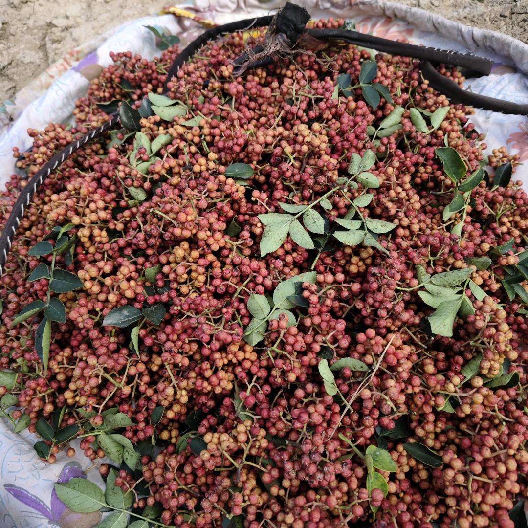 初春Hy（厨窗好物)