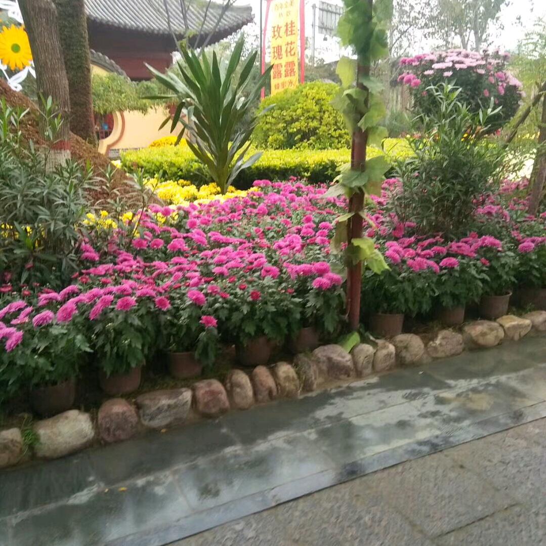 爱戏曲爱玩，杨桦