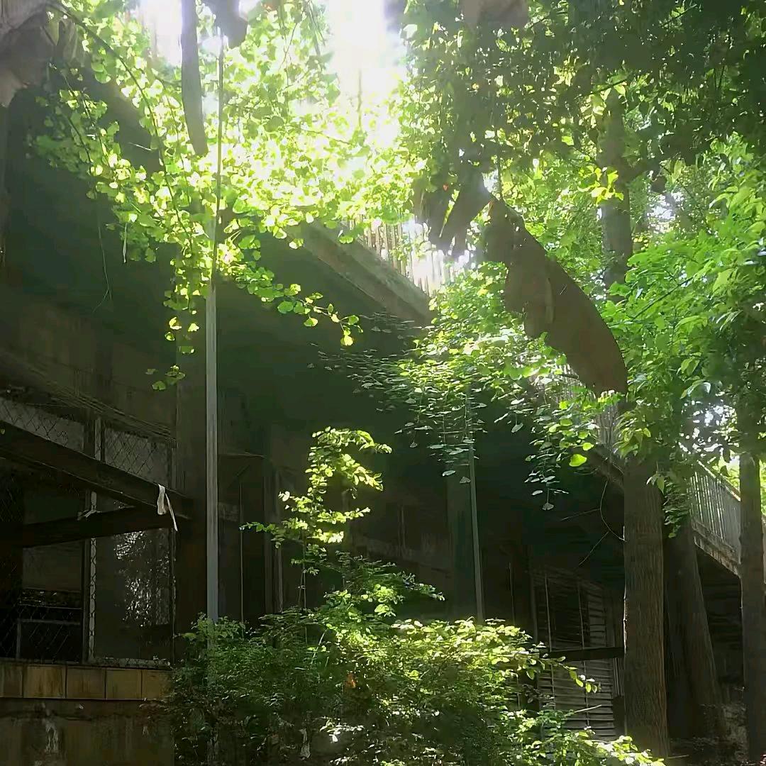 孤独的鸟