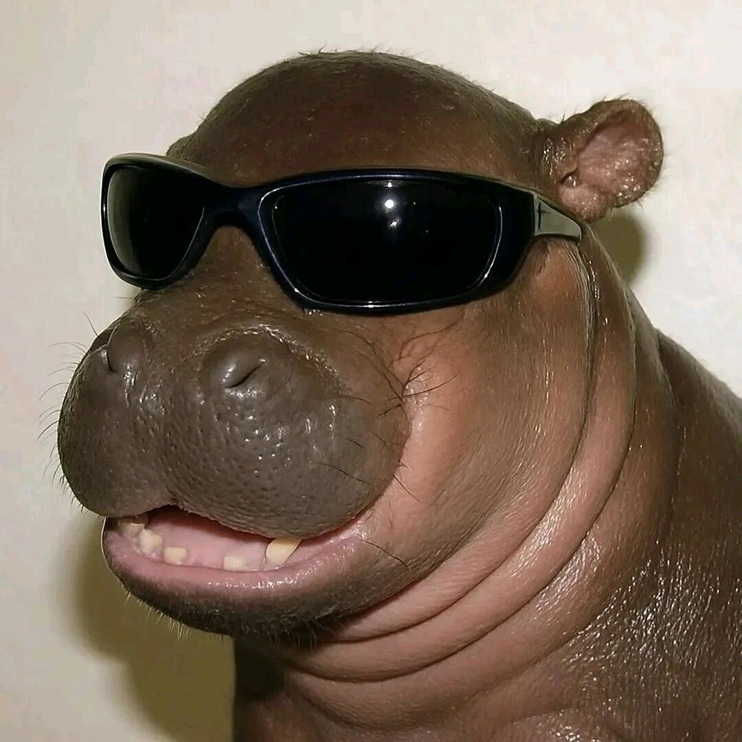 地锦草（小虫儿卧单）