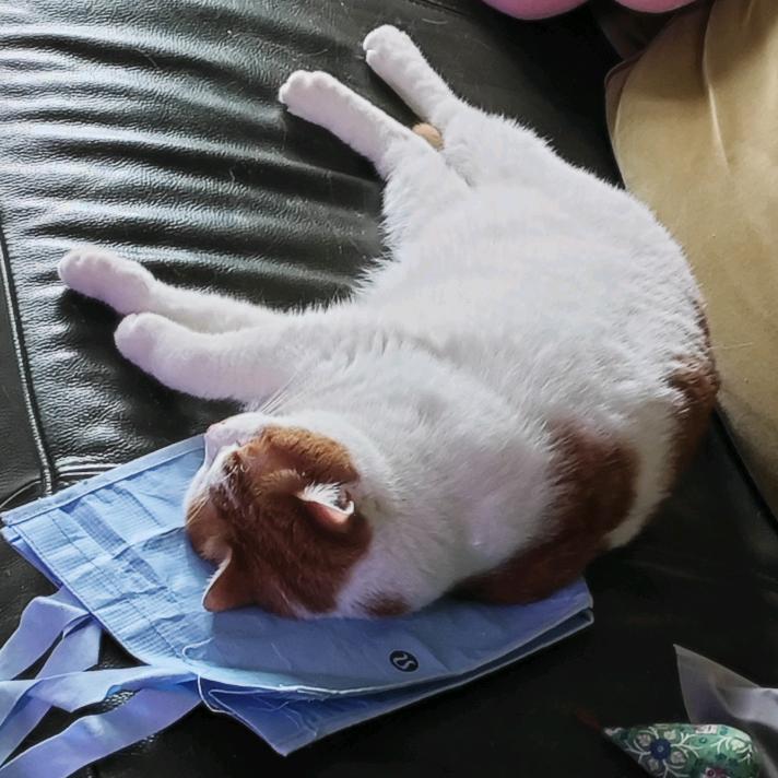 姑妈家的猫咪