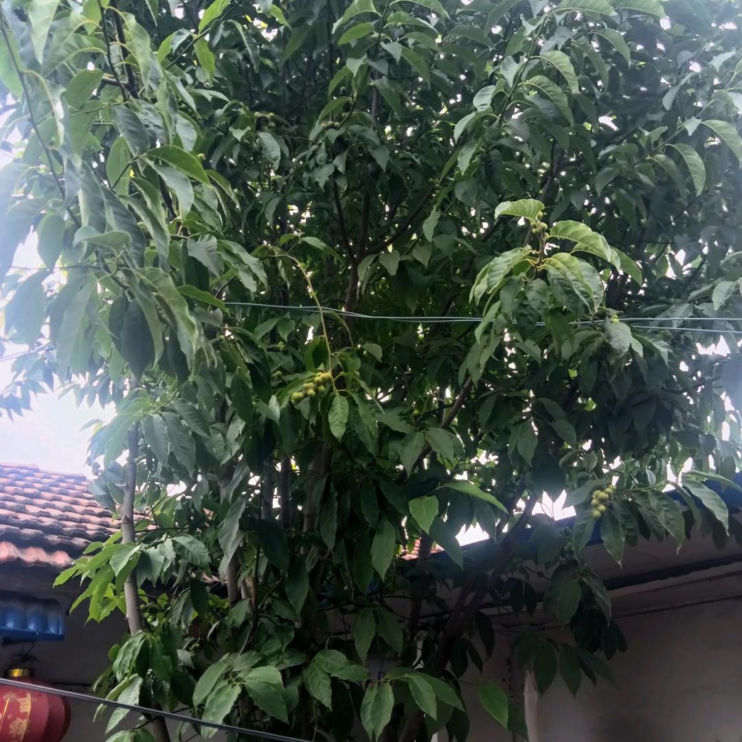 执着@