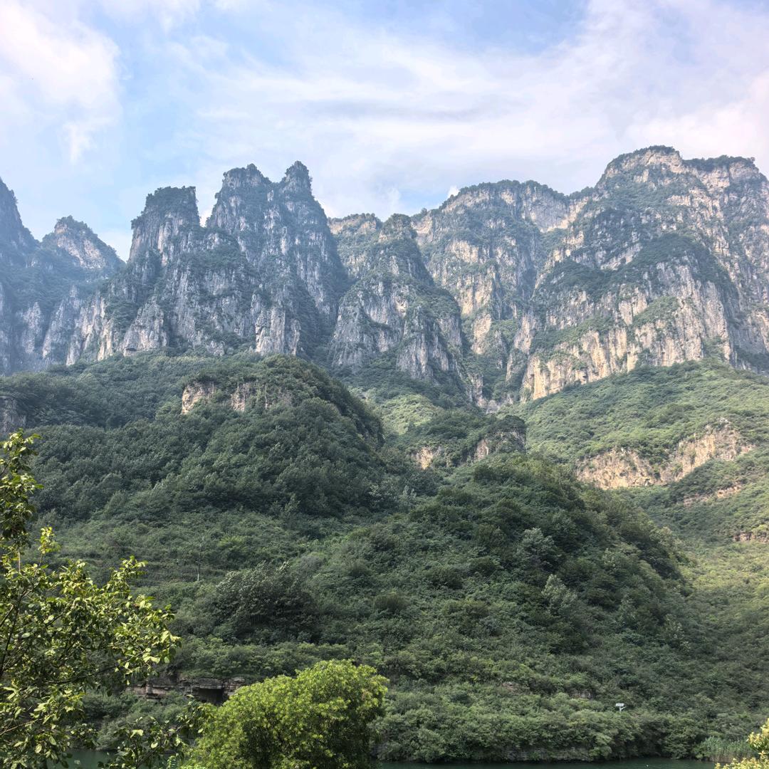 聊城香菜、菠菜专供～莘蔬田园～冯庆朋