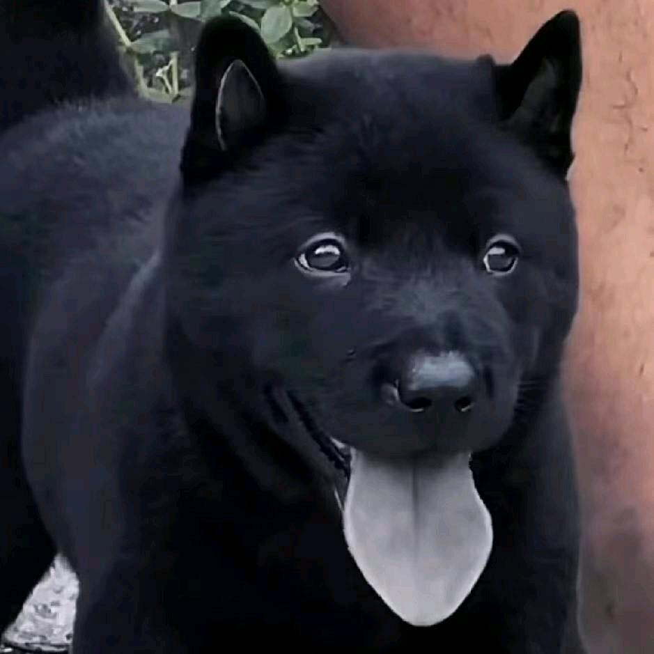 拍拍拍  中华田园犬