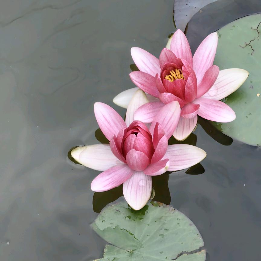 风信子yang