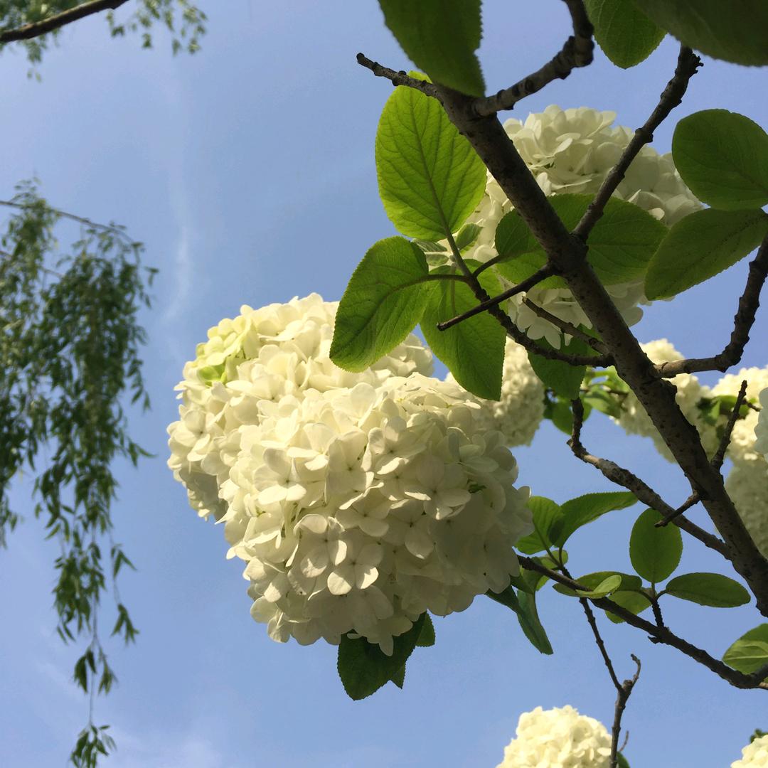 💎💦玉兰花