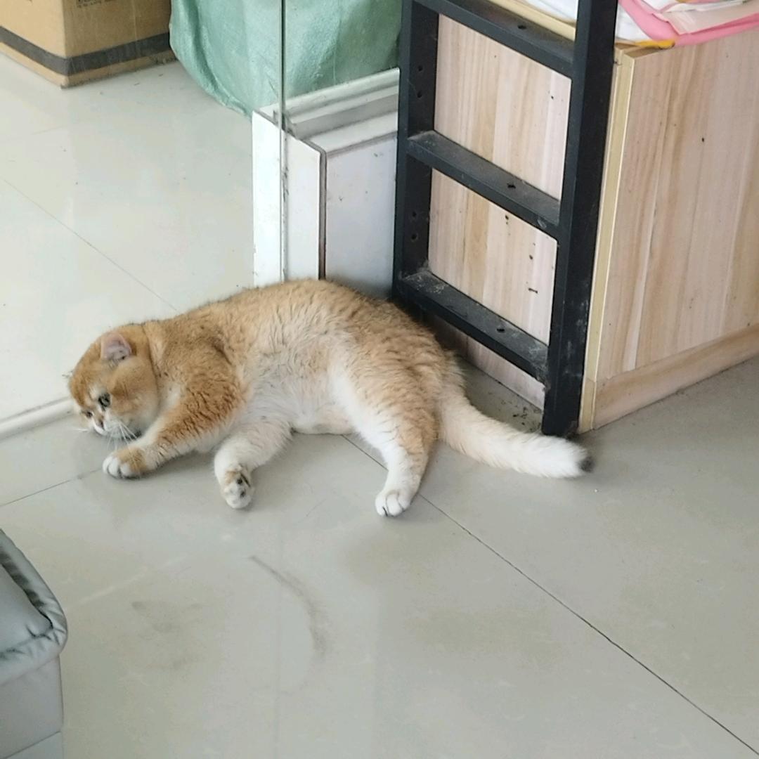 哈哈