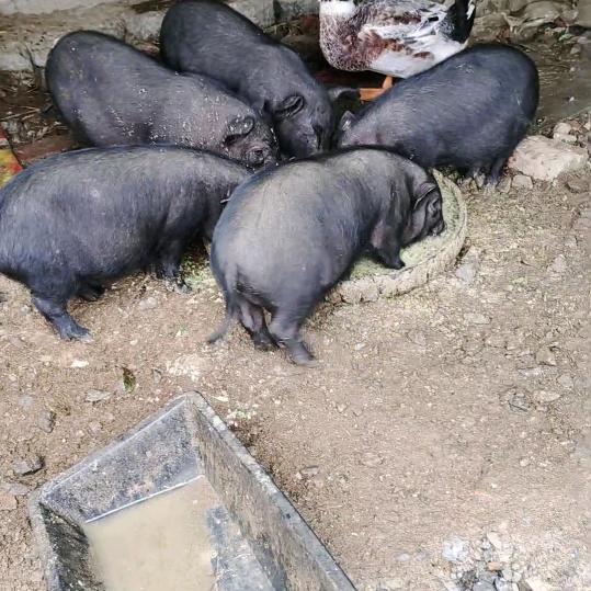 长期提供香猪