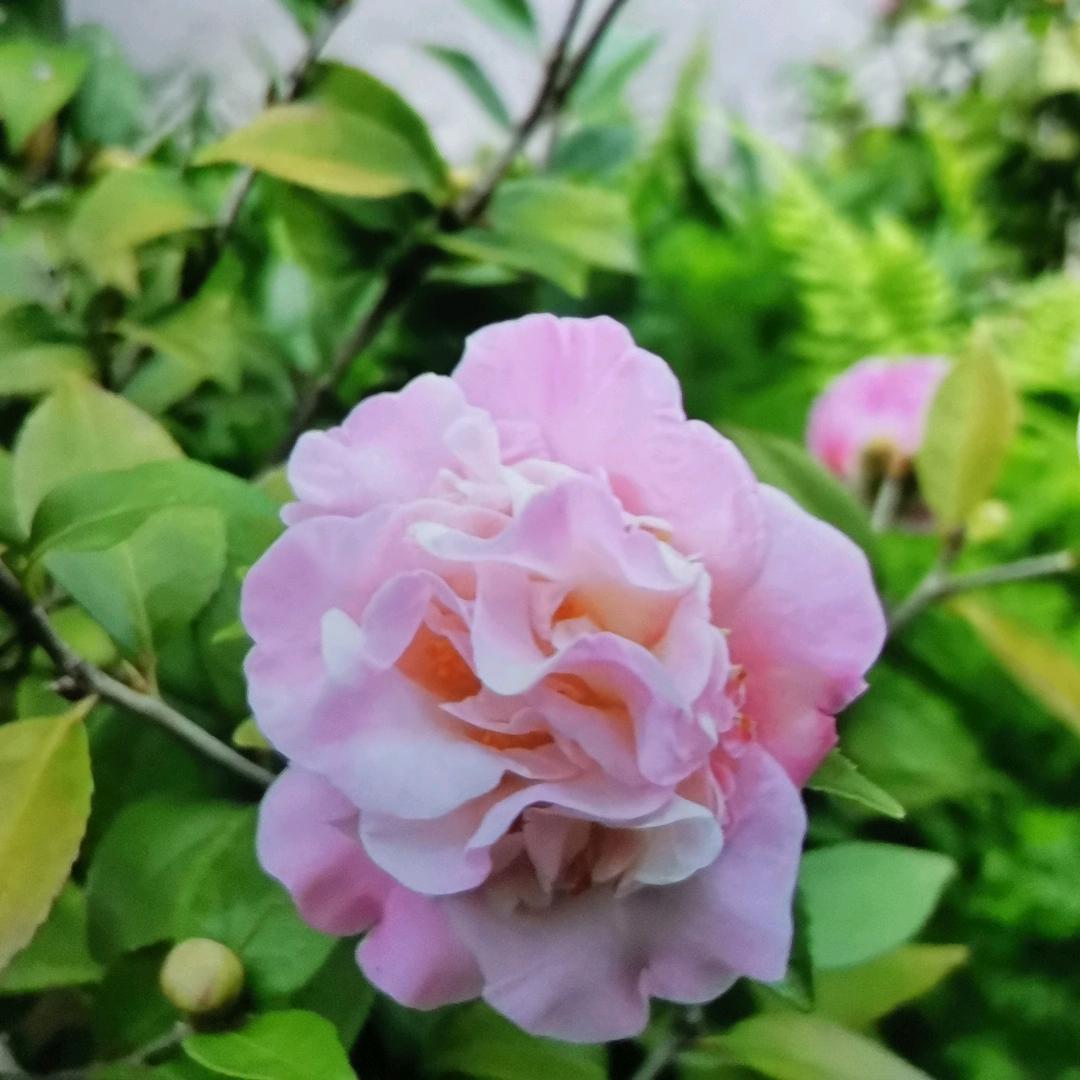 红英（自己单居）