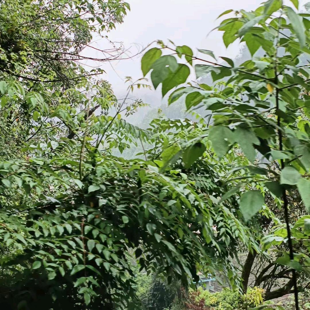 白雪皑皑