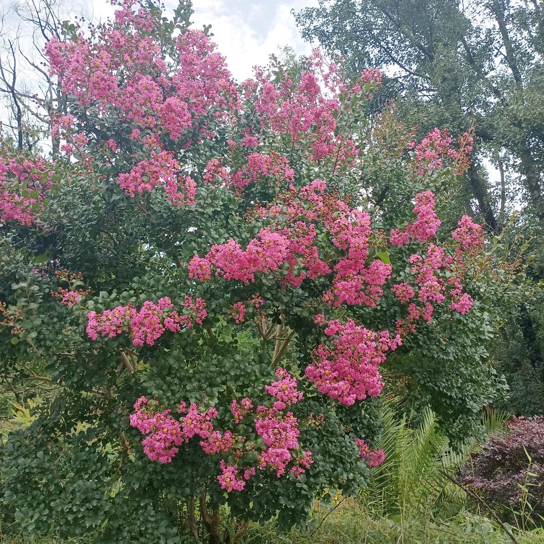 家庭旺旺