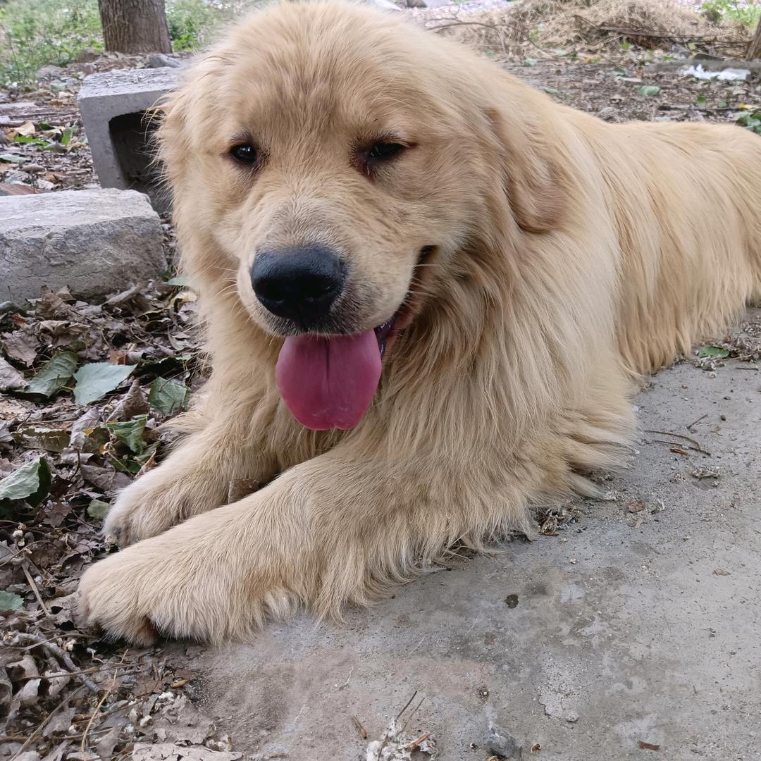 金宠园金毛犬园.