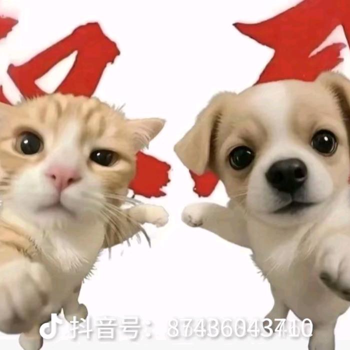 金铲铲小小林灏然