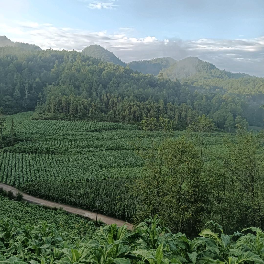 墨有初秋🍀🌹🌹🌹🌹