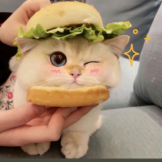 小橘子～🤣