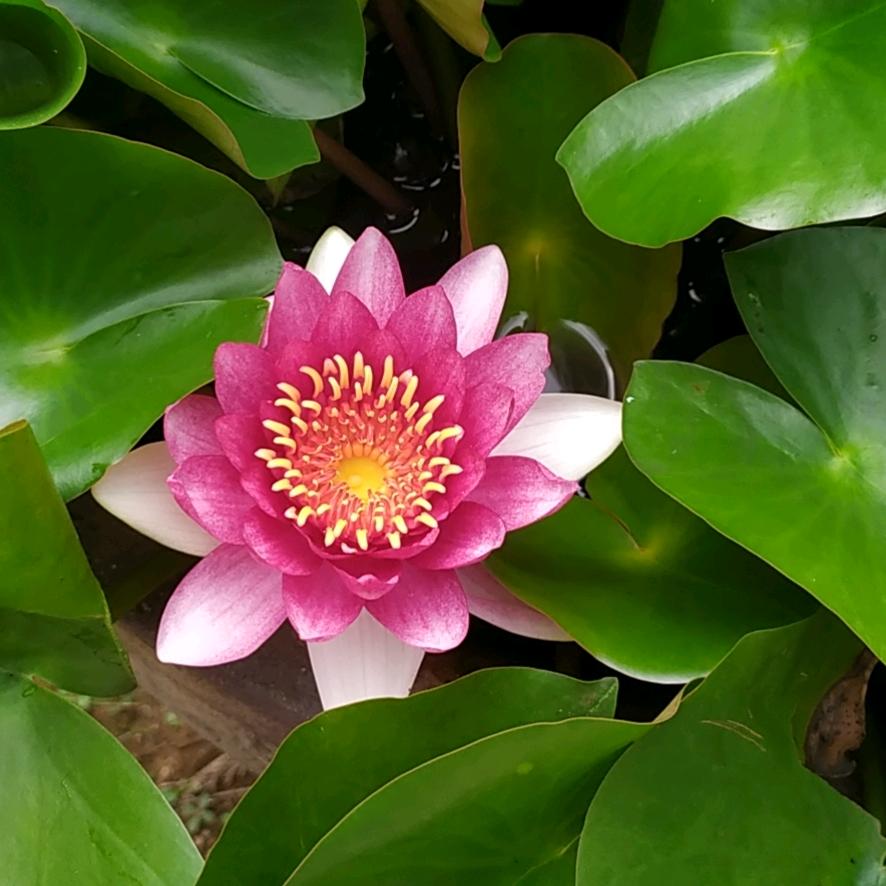 丽萍