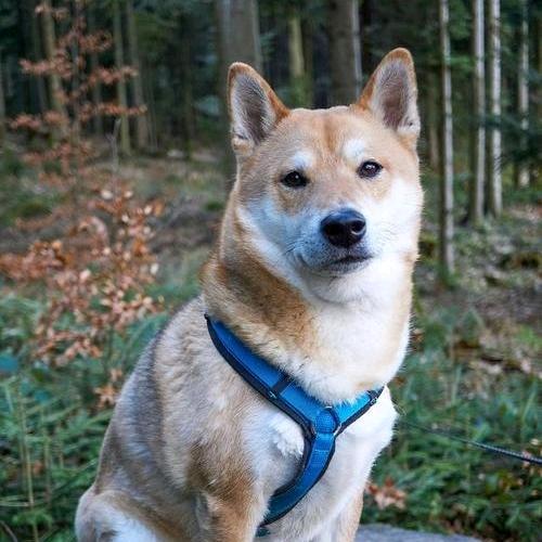 菲姐聊养狗🐶