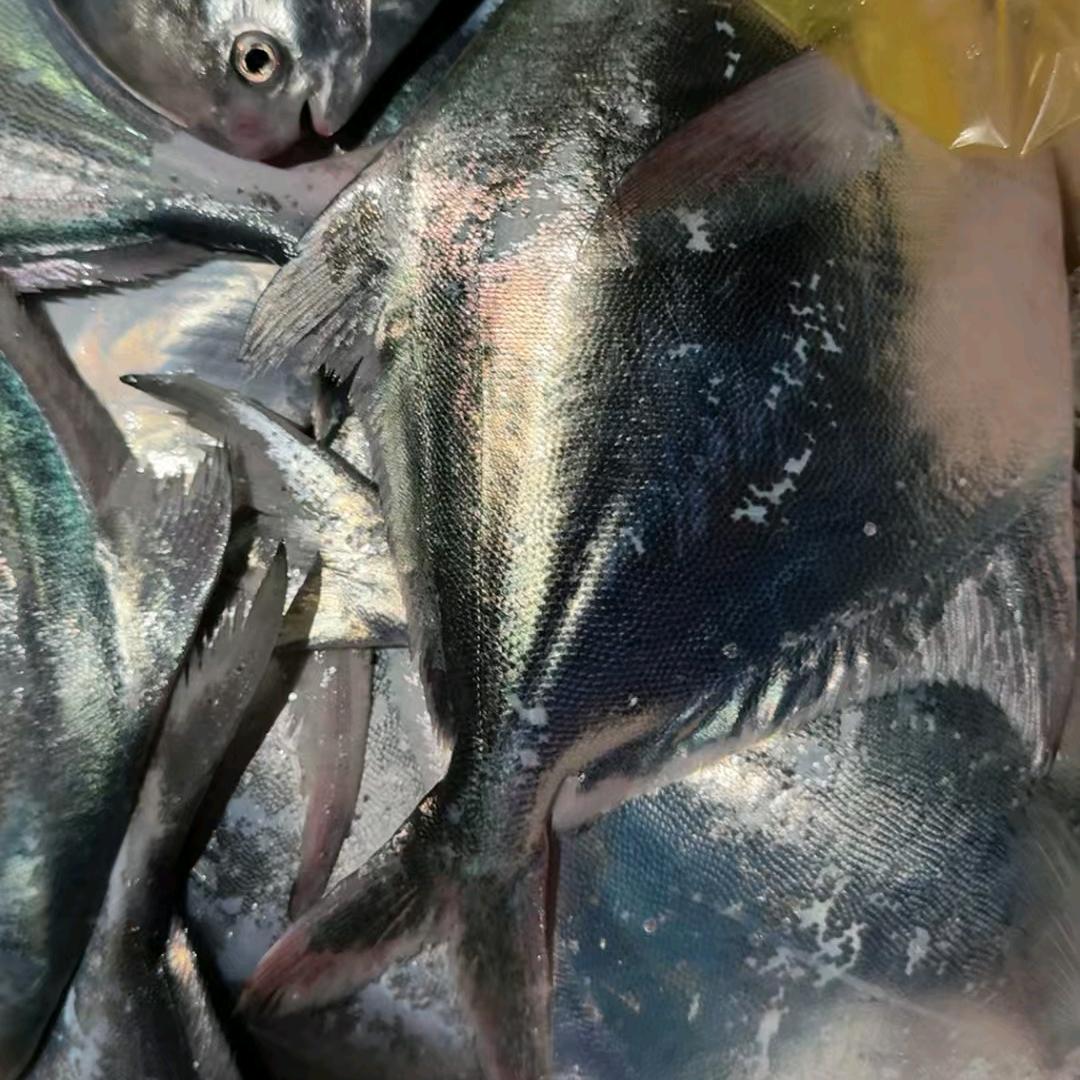 大海搬运工
