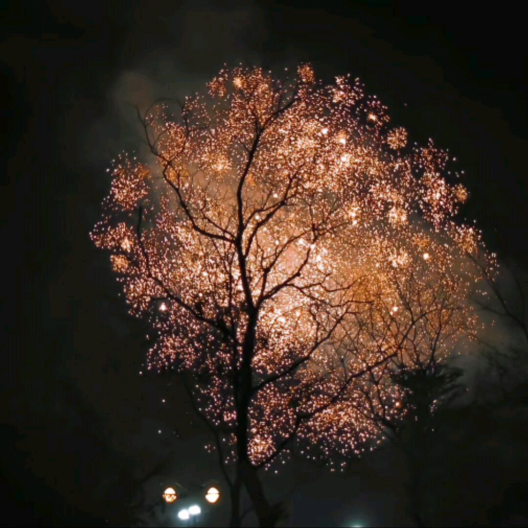 桉