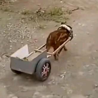 拉布拉车