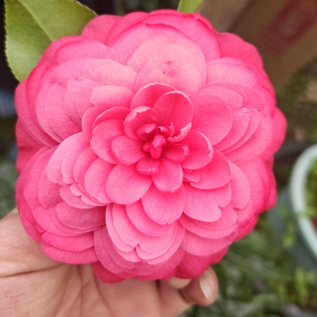 鲜氧花木种植基地