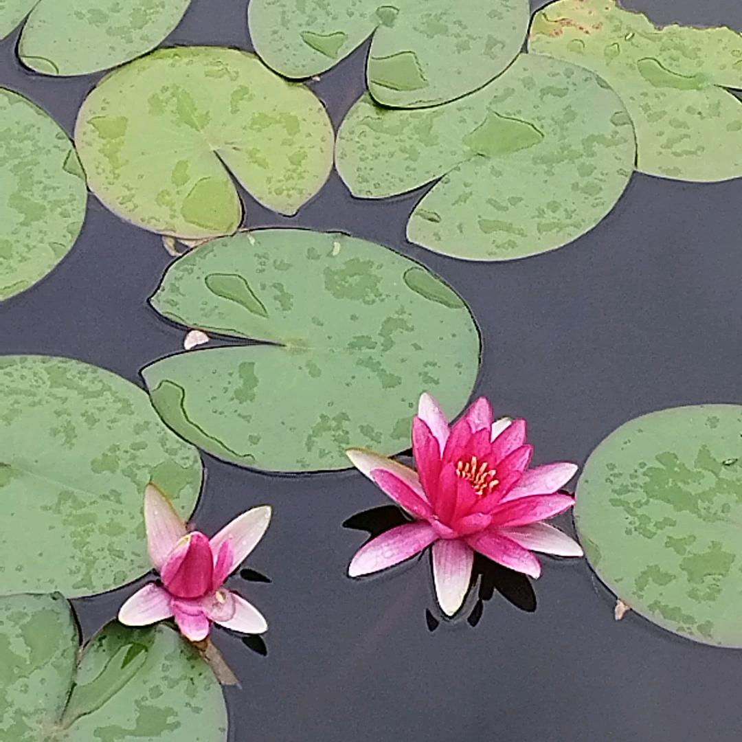 睛天