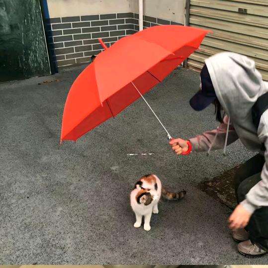小鱼小余～