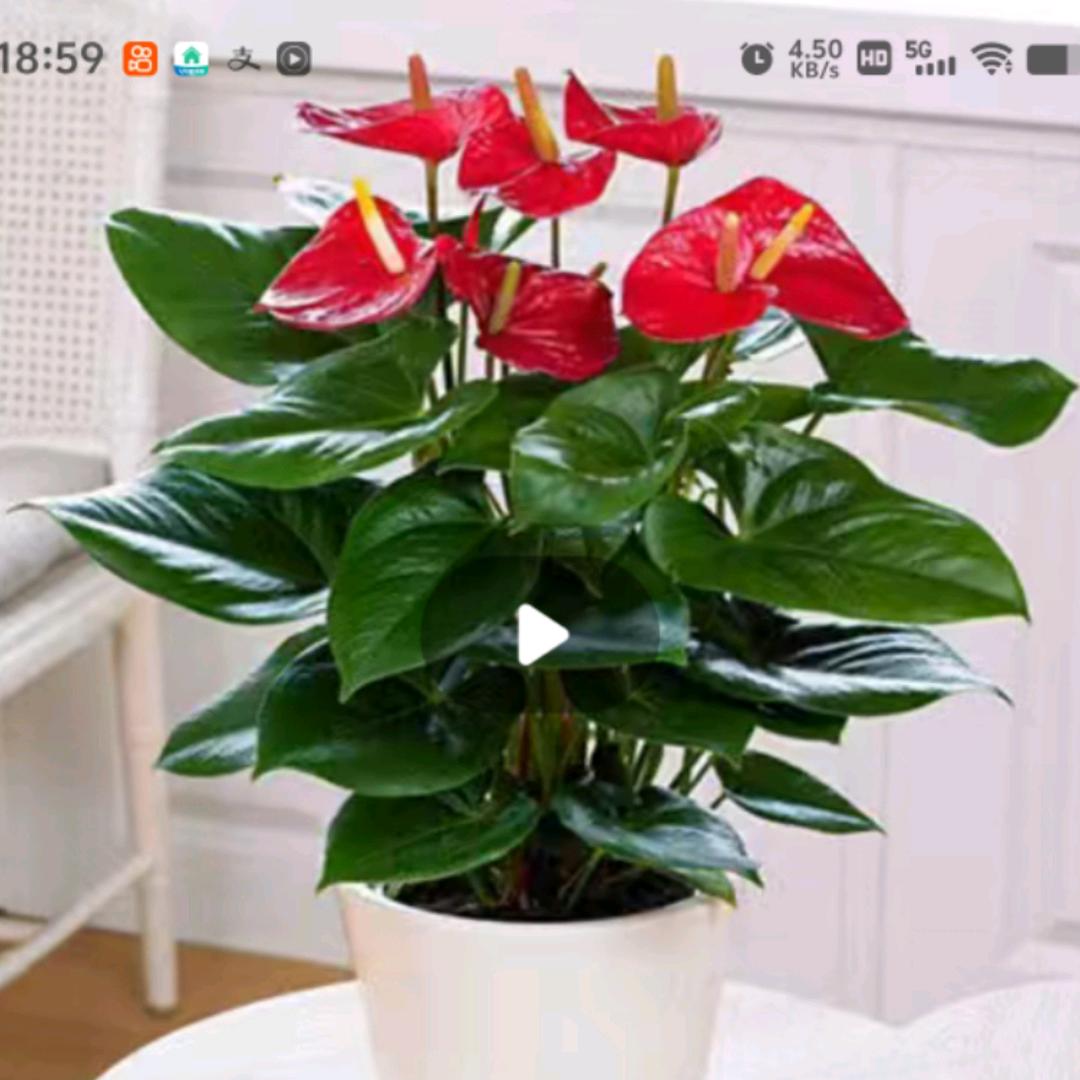 这耳听，那耳冒