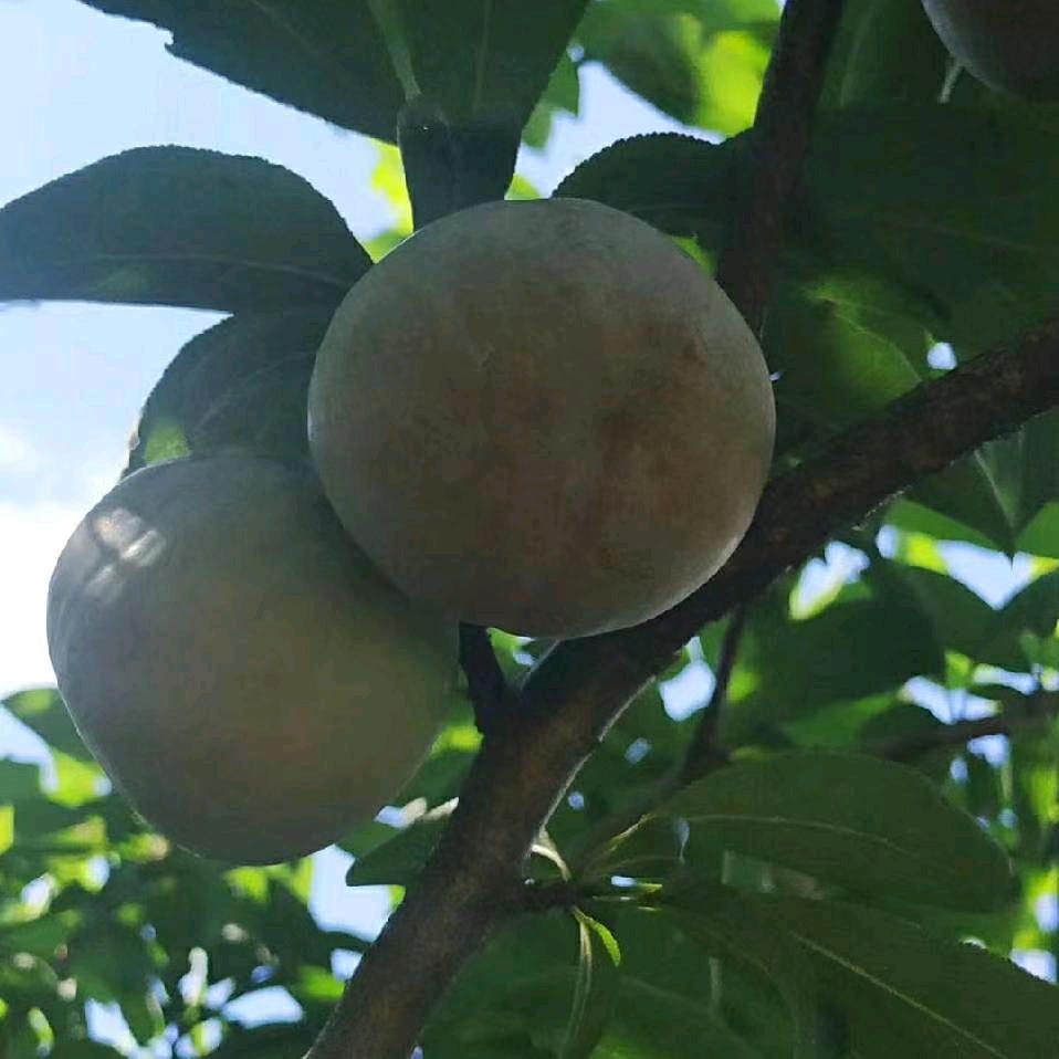 离别开出花