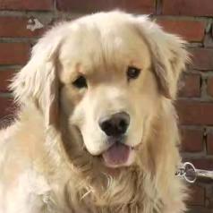 🌈我有九只大金毛