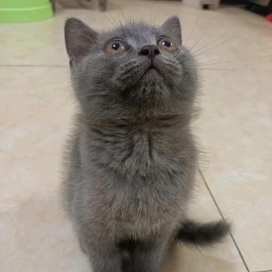 粽子是只猫