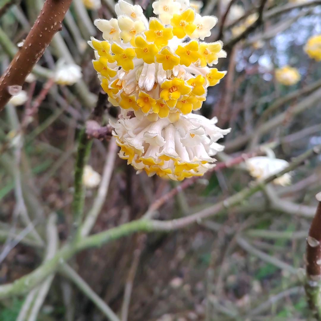 绳界小趴菜