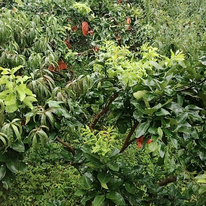 顺其自然