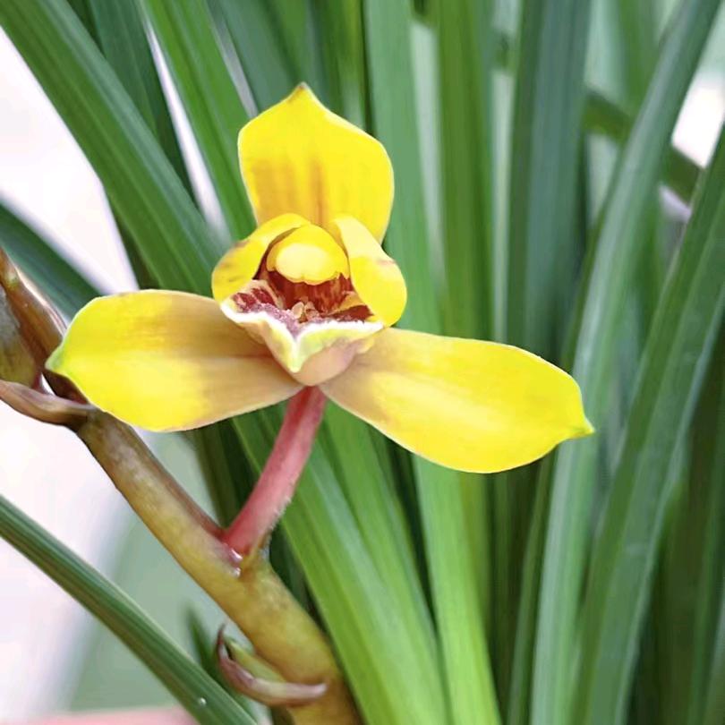 鸿留花卉园艺经营部