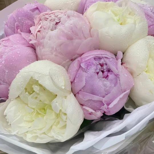 玫瑰🌸🌸