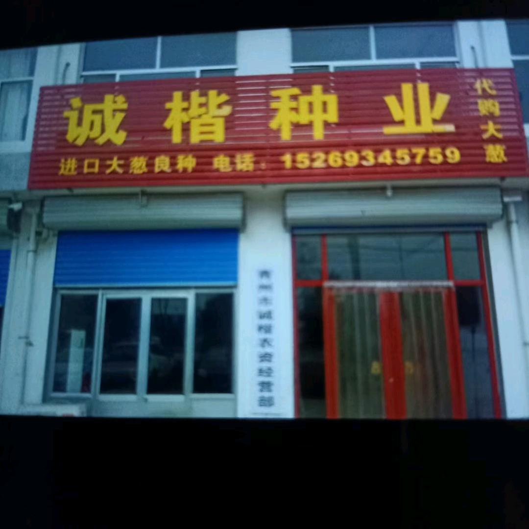 专业销售原装进口大葱种子代育大葱苗子