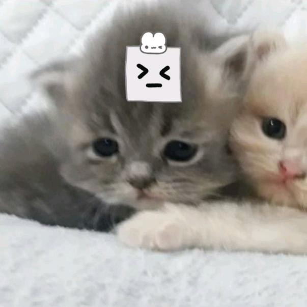 风之为鸣