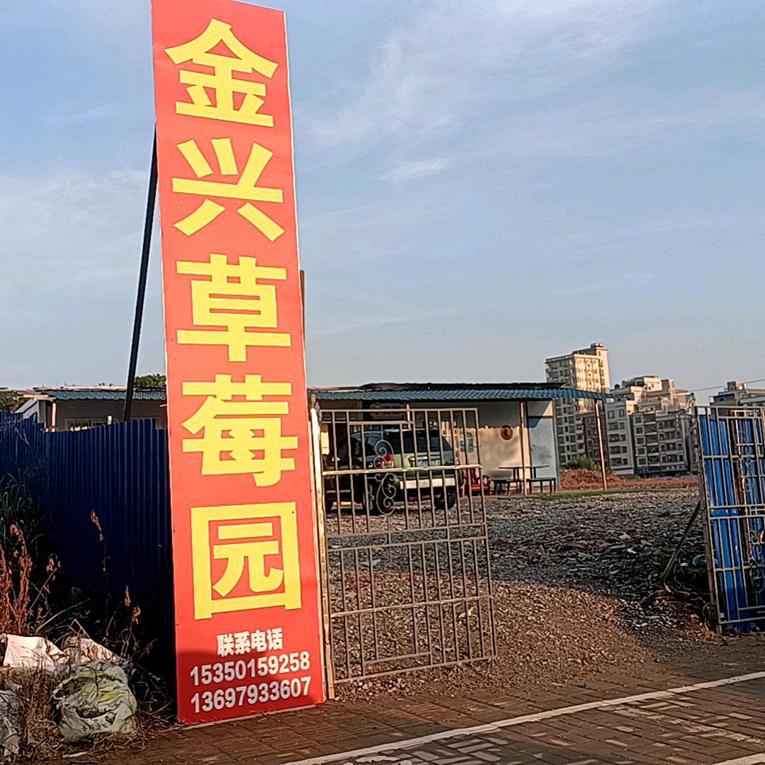 金兴草莓园，老吴