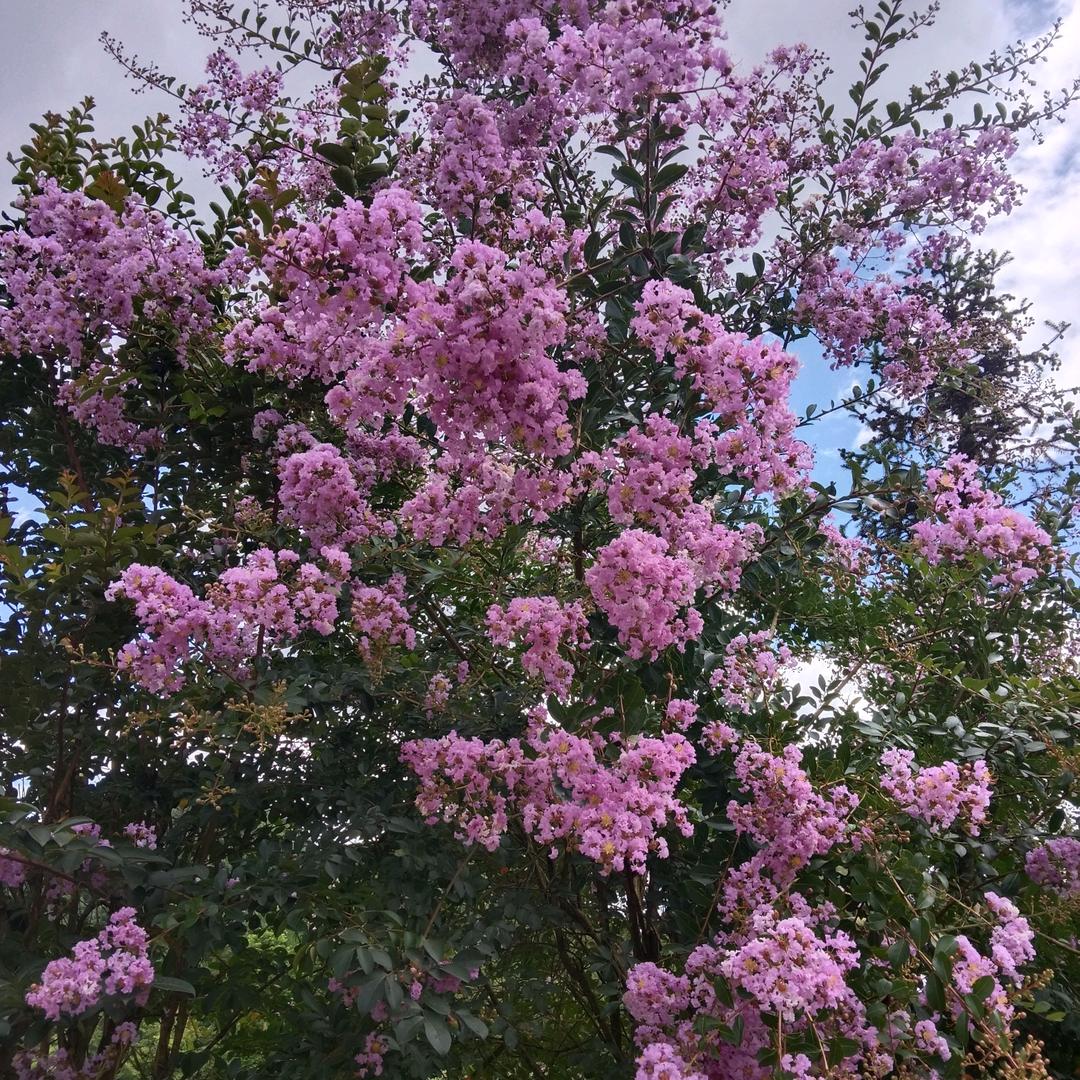 独一无二福虹110