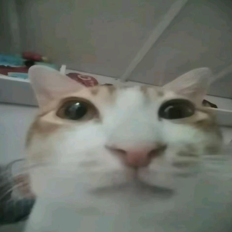 一只屑板